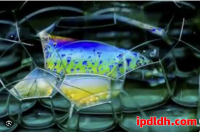 Adspower与站斧浏览器全面对比：功能、价格、适用人群深度解析